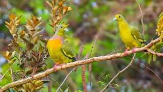 Orange Brested Green Pigeon (नारिंगी छातीची हरियल)l Banda Maharashtra l Nikon Coolpix P950