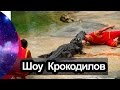 Секреты шоу крокодилов Тайланд Паттайя | Crocodile SHOW Pattaya Thailand