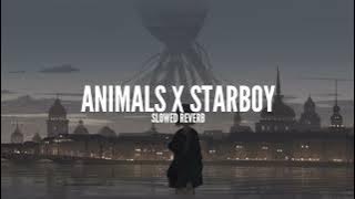 ANIMALS X STARBOY - SLOWED REVERB