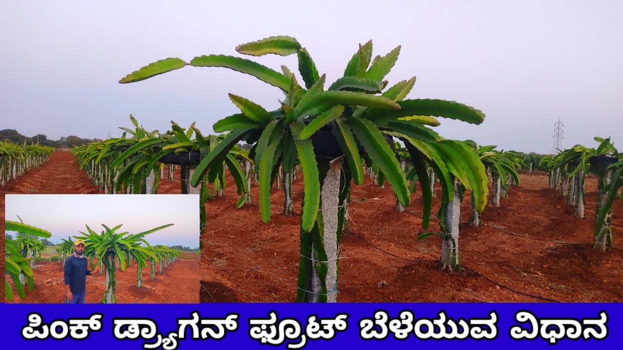 Dragon fruit | ಡ್ರ್ಯಾಗನ್ ಫ್ರೂಟ್ ಕೃಷಿ | Dragon fruit farming kannada | dragon fruit crop in kannada.