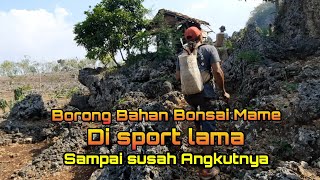 Borong Bahan BONSAI Mame On The Rock di Spot Lama.