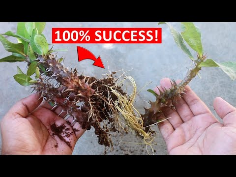 Video: Propagating Crown Of Thorns: Loj hlob Crown Of Thorns Cog Cuttings or Seeds