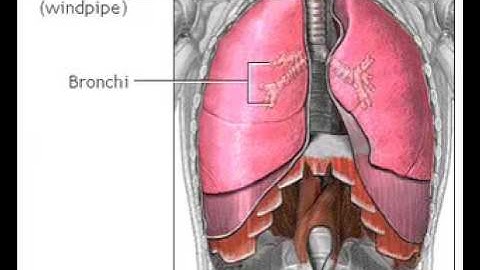 How Do We Breathe Animation - How Do the Lungs Work Video - Respiratory System: Process of Breathing