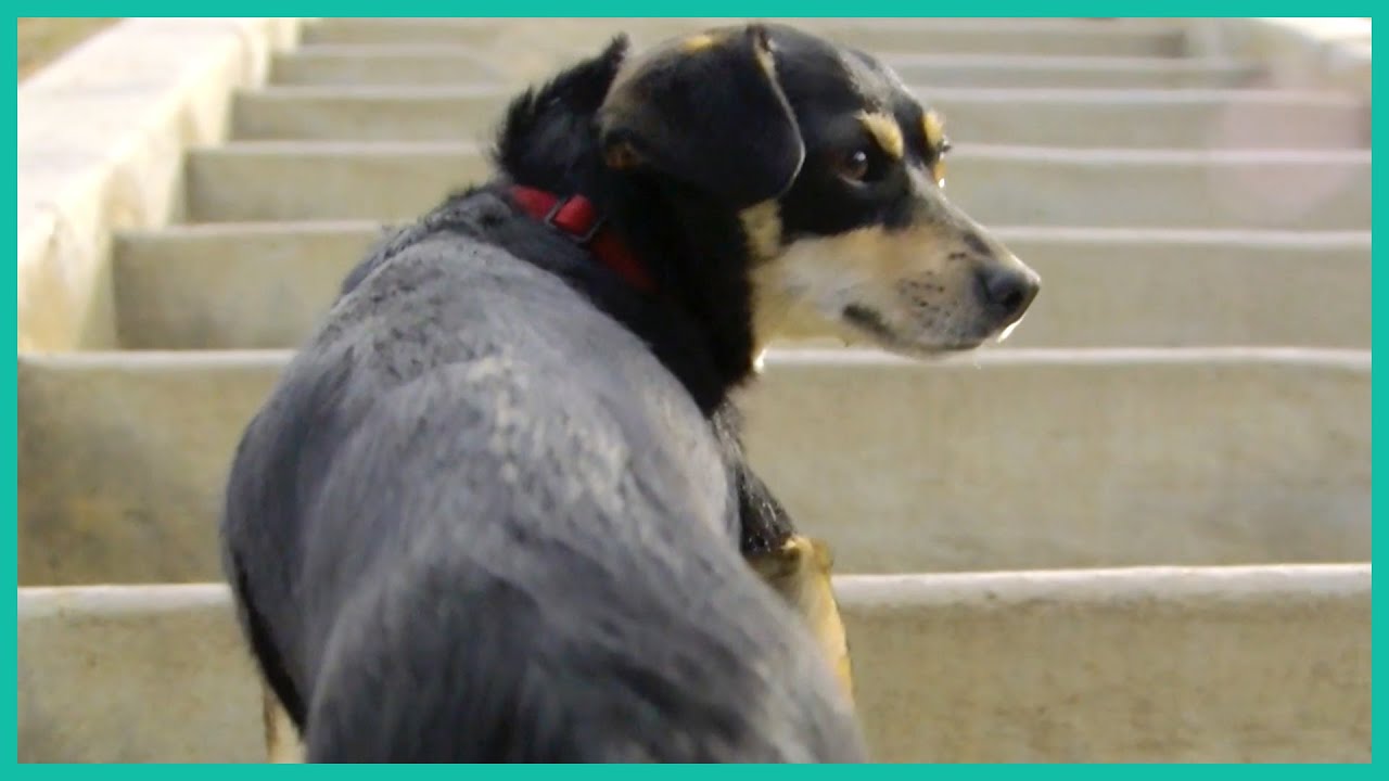 Teaching A Dog To Climb Stairs | Lucky Dog - YouTube