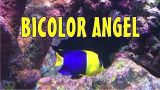Reef Tank Species Spotlight: Bicolor Angel