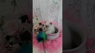 This Is What Happens During A Photo Shoot With A Himalayan Kitten :) by VICTORIAN GARDENS CATTERY 1,867 views 2 years ago 3 minutes, 43 seconds