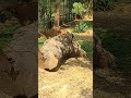 #Mysore #Lion #lionwalk  #Misorezoo