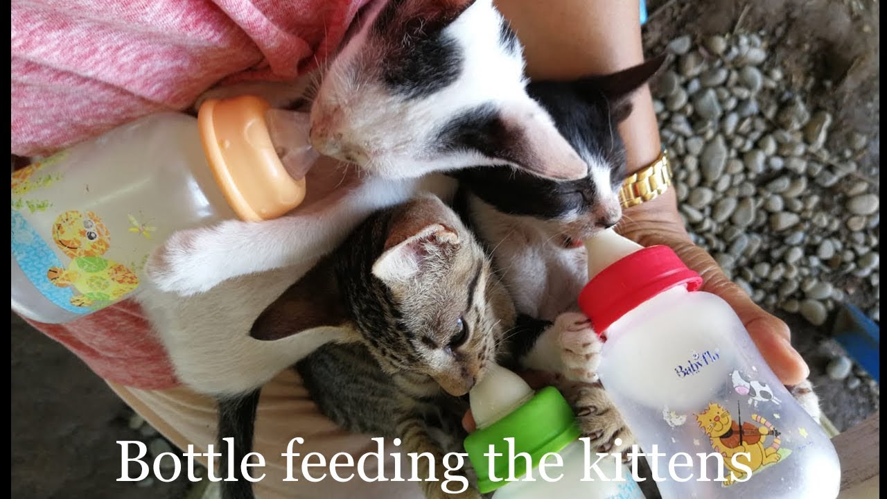 Bottle Feeding Kittens Youtube