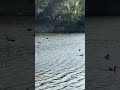 #veraval#viralvideo #lake#seagle#viralvideo #trending #youtube #gujarat @YouTube @All_invlog