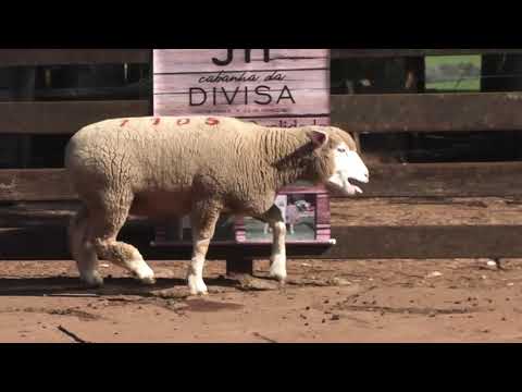 LOTE 04 - JM DA DIVISA 1105