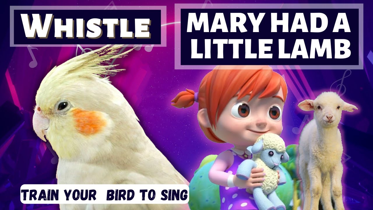 Whistle MARY HAD A LITTLE LAMB Training Video for Cockatiels and