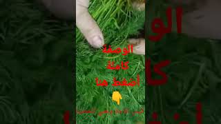 طريقة حفظ الخضرة طازجة لأطول فترة ممكنةshortvideo