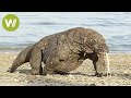 Der Komodowaran - riesige Giftschlange auf Beinen (Tierdokumentation in HD)