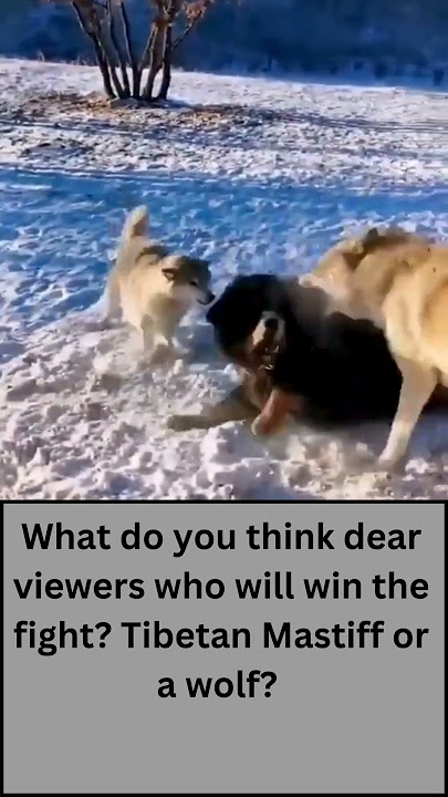 Tibetan Mastiff Attacks Wolves-Tibetan Mastiff vs Wolf #shorts
