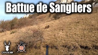 Chasse en battue, 3 grands gibiers sur des territoires atypiques ! Sangliers & Cervidés au poste !