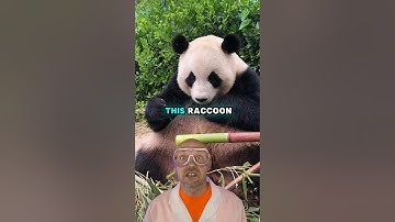 Pandas should be extinct