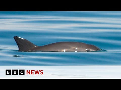 Extinction alert issued over endangered vaquita porpoise - BBC News