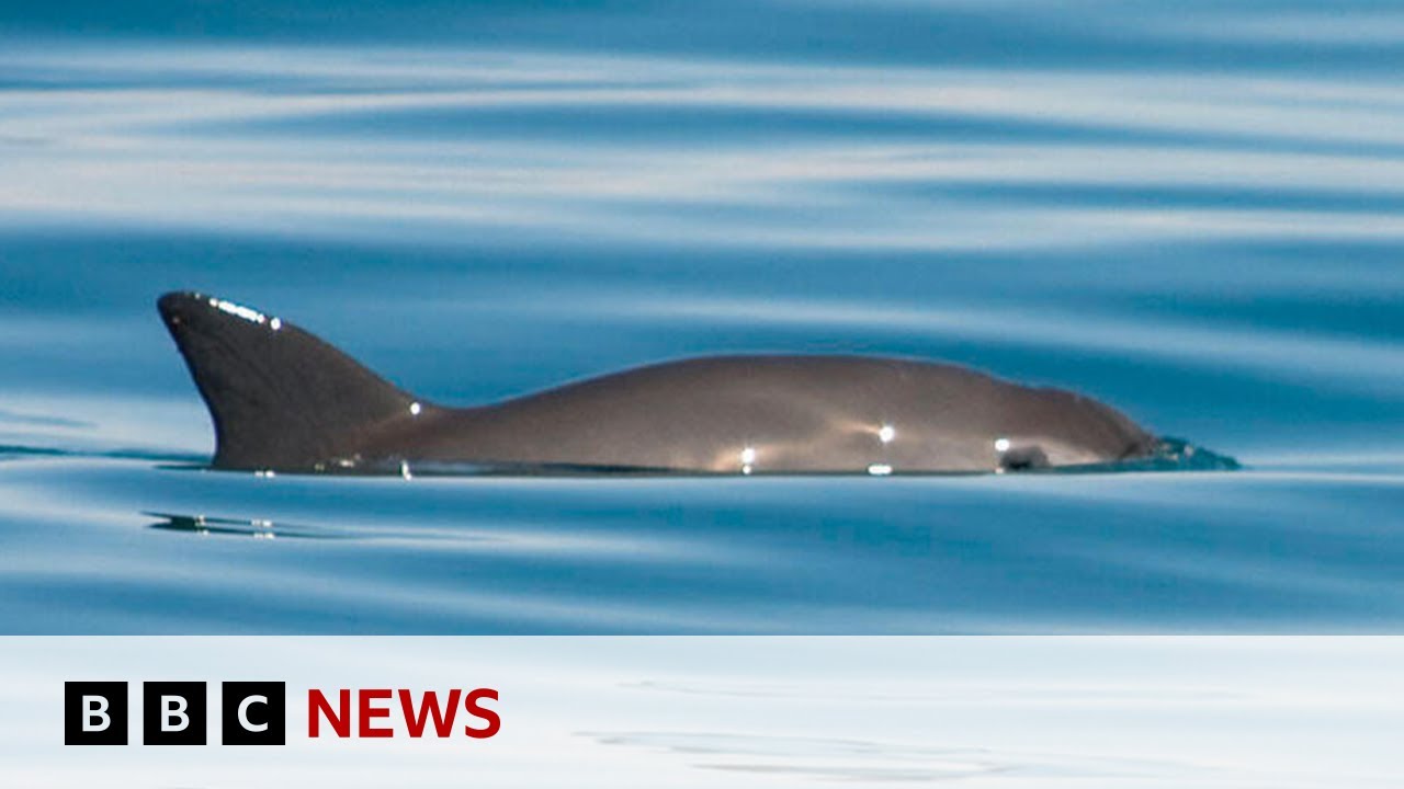 Extinction alert issued over endangered vaquita porpoise – BBC News