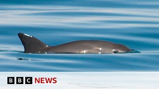 Extinction alert issued over endangered vaquita porpoise  BBC News