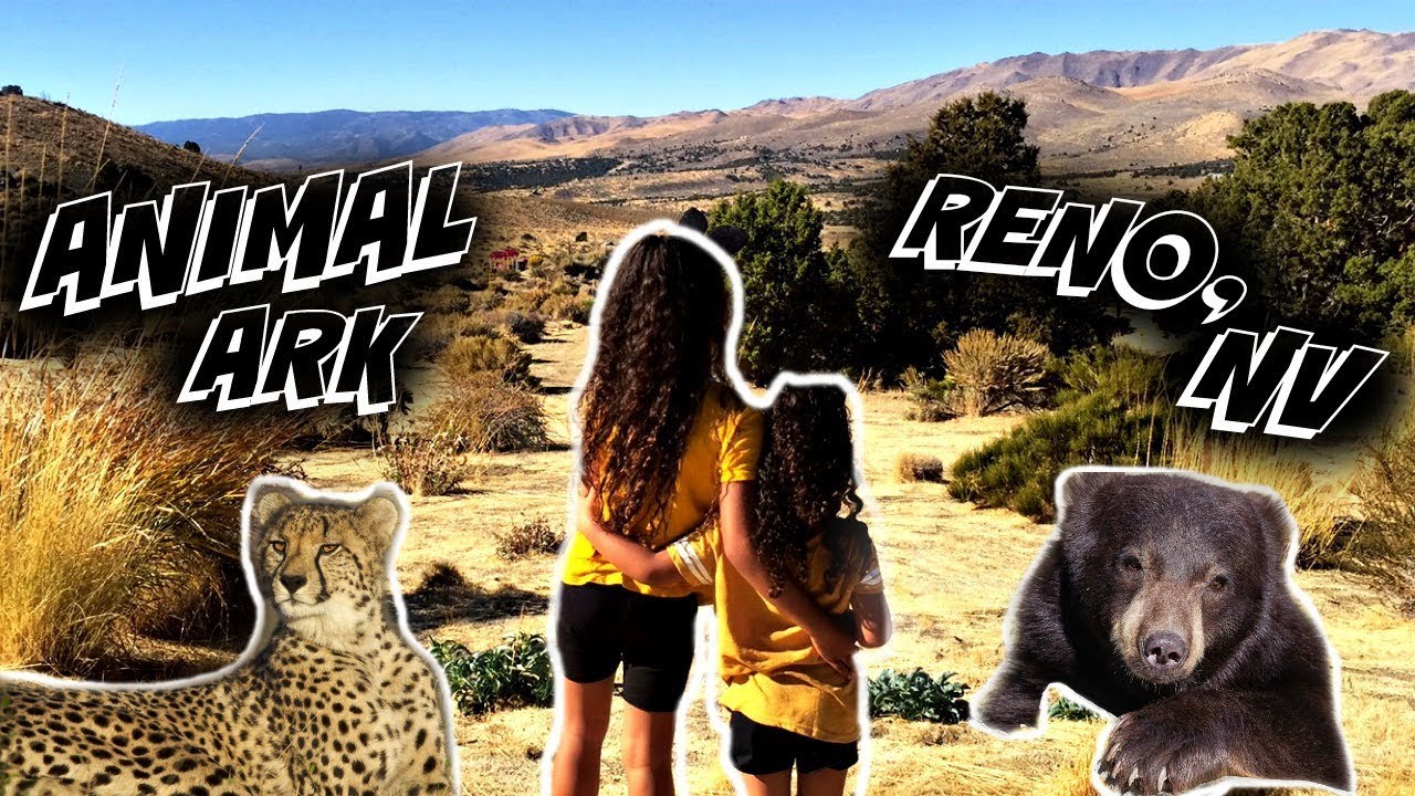 CHEETAH, MOUNTAIN LION AND BLACK BEARS!!! ANIMAL ARK In RENO, NV