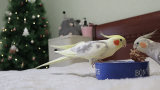 Попугаи Кушают 🦜 Новогодний Ужин Корелл🎄