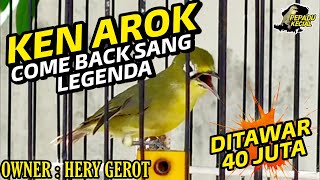 Kecial Kuning Legenda Juara KEN AROK Kembali Lagi, Kecial Kuning Speed Terbaik | PEPADU KECIAL