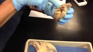 Ccri heart 1-2