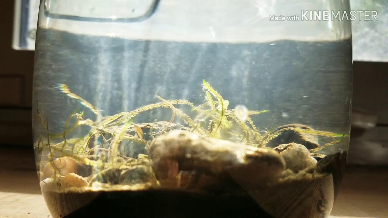 Ecosphere - YouTube