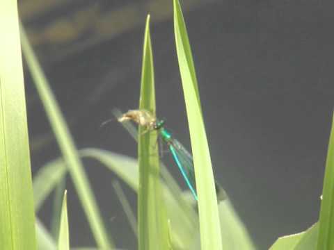 Damselfly catches mayfly & eats it :)