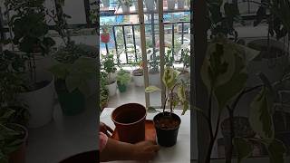 Pepromia Plants Repotingindoor Plants Repoting