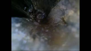 Brown long-eared and Barbastelle bats in Field Maple