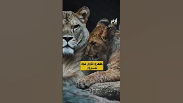 عودة أسد الأطلس ولادة 4 أشبال من الأسد البربري النادر 