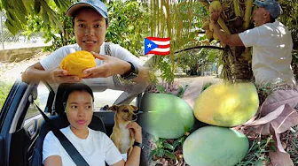 Exploring Puerto Rico: A Sweet Journey to Harvest Fruits in Salinas!