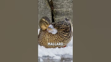 Mallard with a frozen bill! 😱🦆  -  🎥 Viralhog