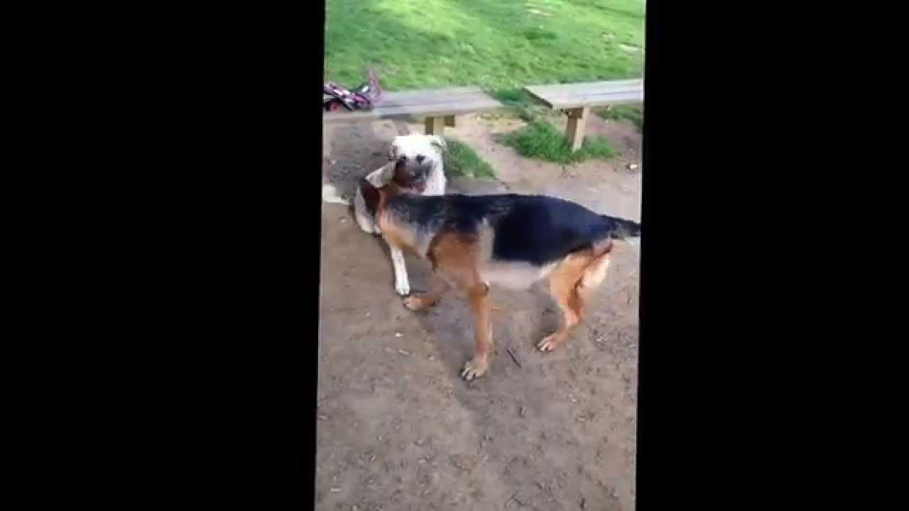 Kangal vs berger allemand YouTube