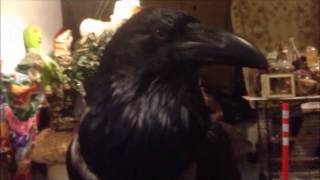 A raven as a pet