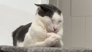 Cat butler can’t contain her laugh while filming her cats.