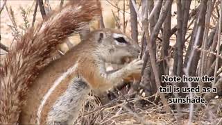 The South African Ground Squirrel