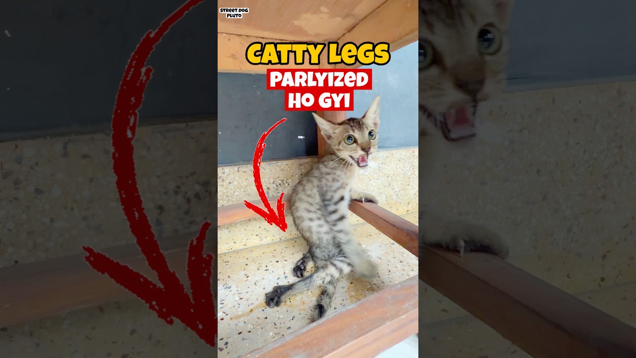 Catty Paralyized Ho Gayi 😭
