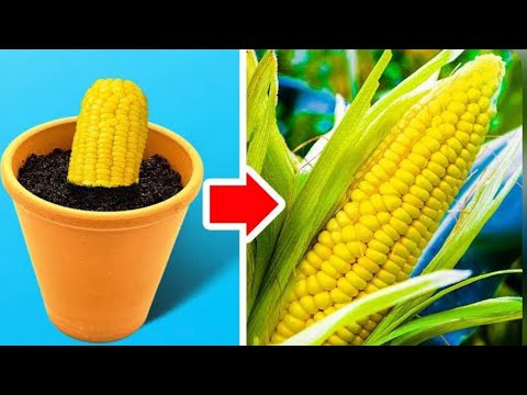 बहुत काम के किचन टिप्स जो आपने पहले नहीं सुना होगा Hindi Amazing Kitchen tips & Trick Cooking Tips