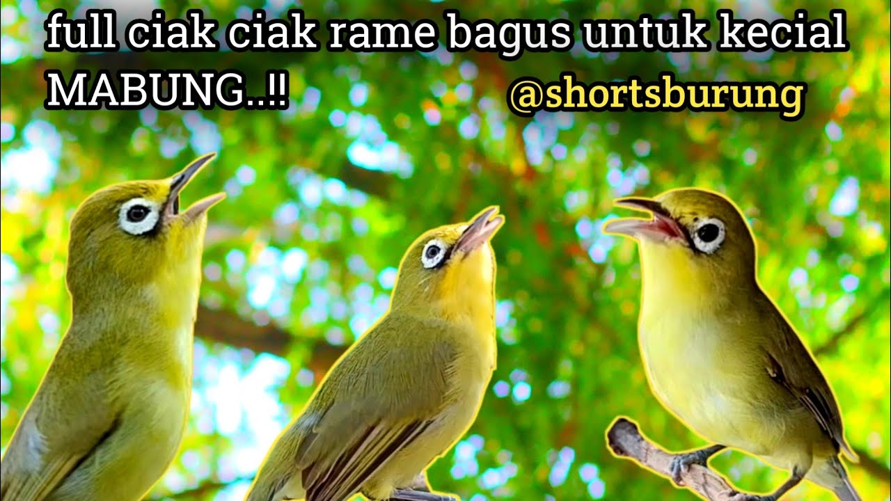 MASTERAN KECIAL KUNING LOMBA SUARA CIAK CIAK JOSS || TERAPI KECIAL KUNING MALAS BUNYI