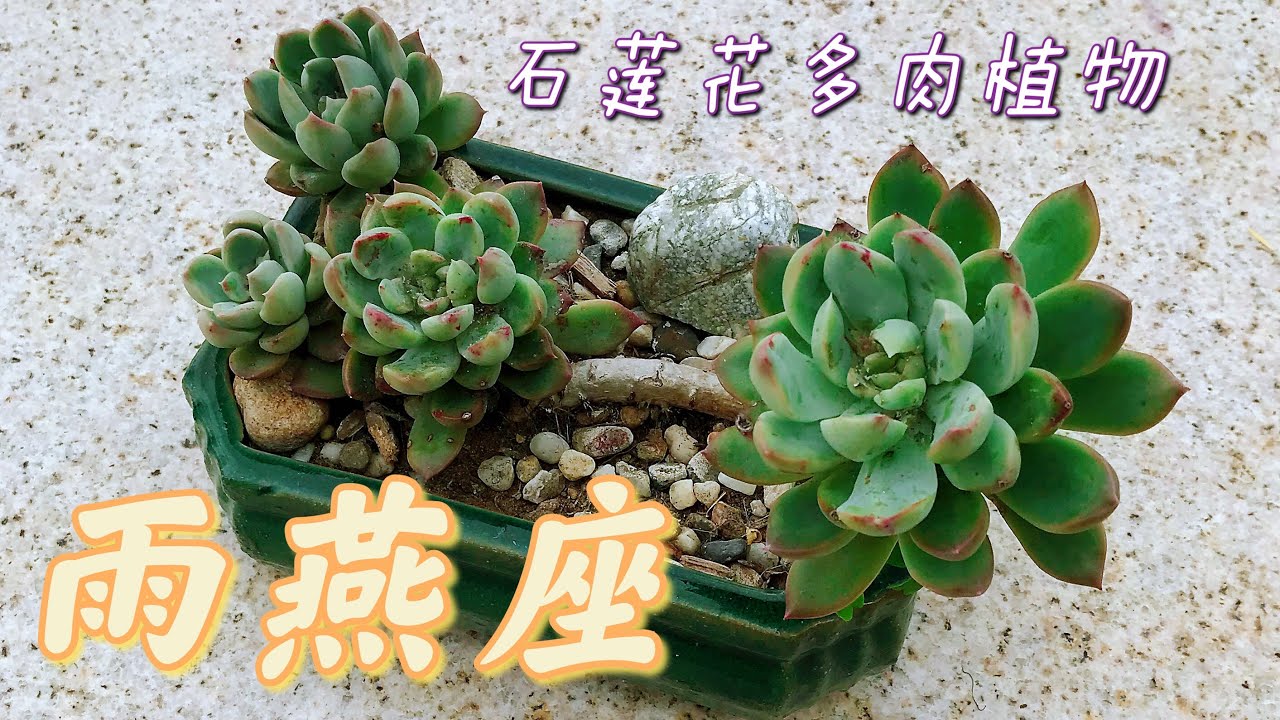 雨燕座多肉植物石莲花品种养护要点简单易养echeveria Apus Youtube