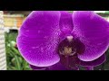 Обзор орхидей в Бауцентре ! На уценке бабочка, пелорик и другие красотки!