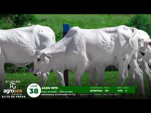 LOTE 38
