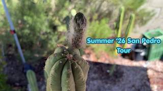 The Ultimate San Pedro Collection Tour