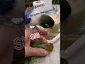 TRAVESURAS DE MIS AGAPORNIS. Zulito quiere ver a Rubí y a Verdi