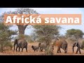 Africká savana