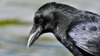 CROW: The Genius Survivor That Outsmarted the Modern World