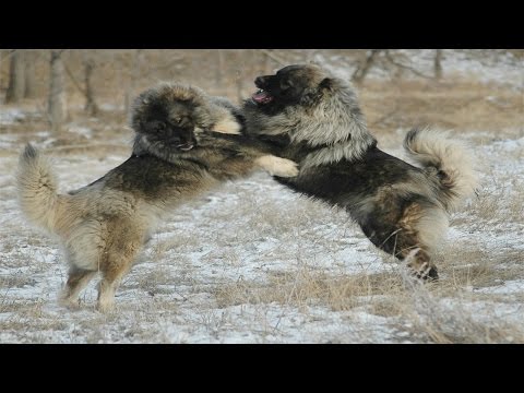 Caucasian Shepherd Dog vs Wolf (Documentary in HD!!!)