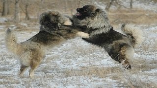 Caucasian Shepherd Dog vs Wolf (Documentary in HD!!!) by Dim Kampra 3,703,900 views 7 years ago 53 minutes